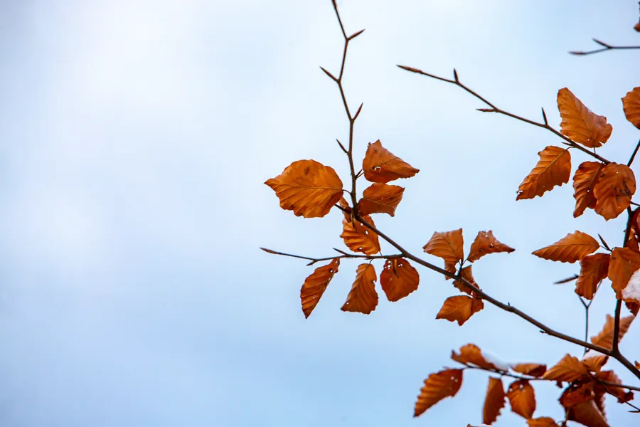 Greiner og blader mot blå himmel