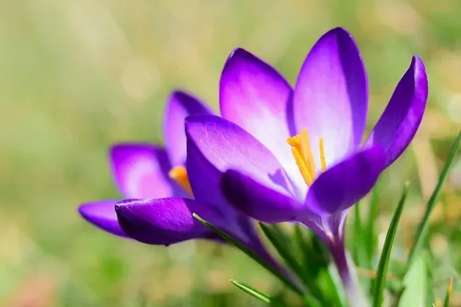 Et nærbilde av en lilla blomst