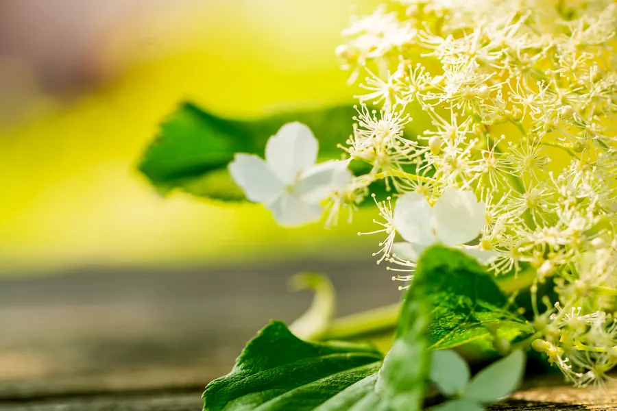 Blomst på et bord