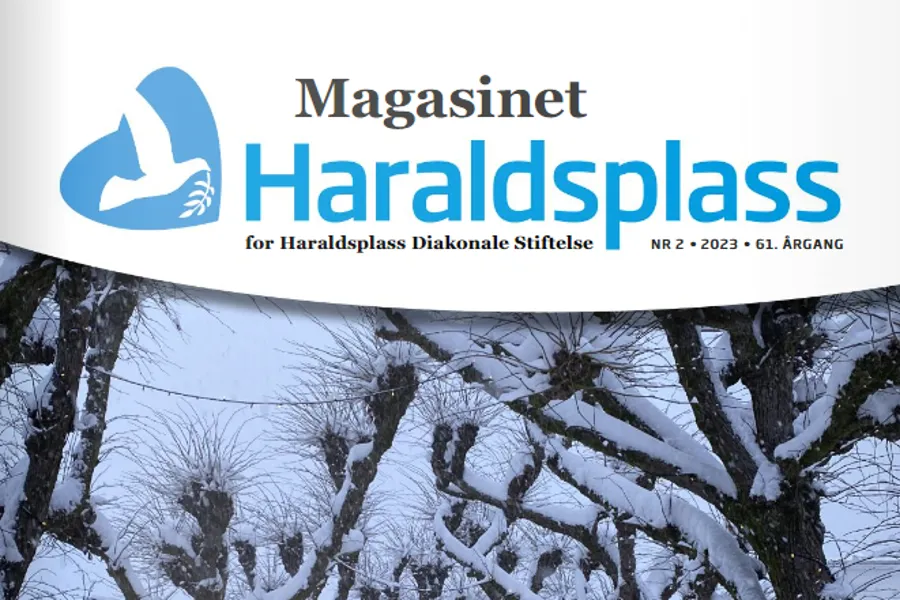 En gruppe trær med snø