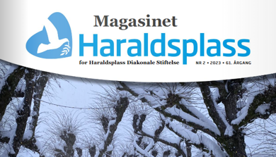En gruppe trær med snø